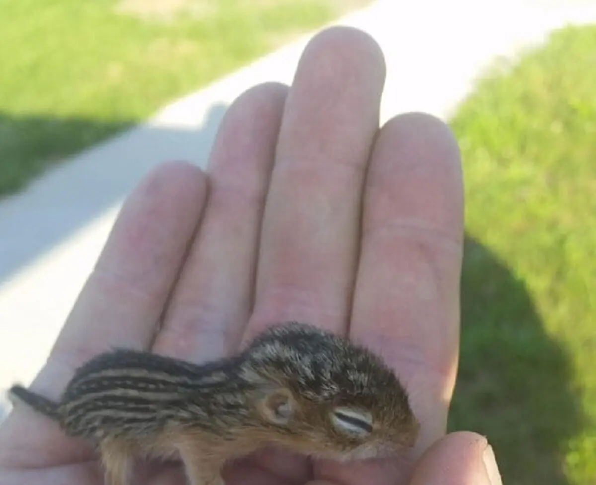 Baby-Squirrel