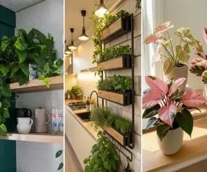 گیاهان آپارتمانی لوکس مخصوص دکوراسیون منازل اعیانی و فاخر و خانه تازه عروس