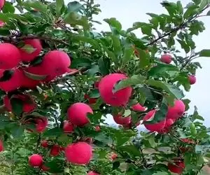 کشاورزی نوین؛ سیب پرورش دادن انقد گنده و آبدار که با دیدنش دلت آب میفته