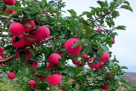 کشاورزی نوین؛ سیب پرورش دادن انقد گنده و آبدار که با دیدنش دلت آب میفته