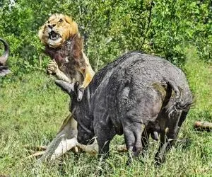 از جذابیت های حیات وحش؛ وقتی شیر نر زیر سُم و شاخ بوفالوهای خشمگین کتلت می شود!