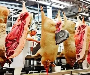 فرآوری خوک؛ خوک قلمبه لجن جوشوند آویزون کرد با دستگاه شقه و چرخ کرد برا سوسیس