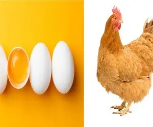 قیمت تخم‌مرغ امروز دوشنبه ۸ تیر ۱۴۰۵ + جدول