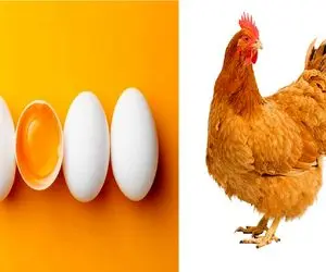 قیمت تخم‌مرغ امروز دوشنبه ۸ تیر ۱۴۰۵ + جدول