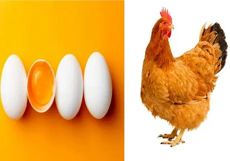 قیمت تخم‌مرغ امروز دوشنبه ۸ تیر ۱۴۰۵ + جدول