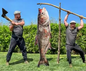 غذاهای غول پیکر؛ باله های ماهی غول پیکرو میکنن تا راحت صید شه بعد میذارن تو کوره