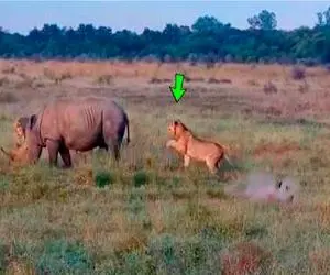 مستند حیات وحش؛ شیر خشم کرگدن رو بر می انگیزد