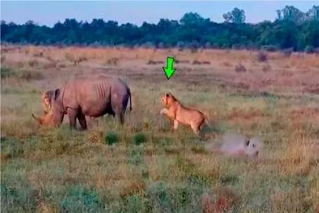 مستند حیات وحش؛ شیر خشم کرگدن رو بر می انگیزد