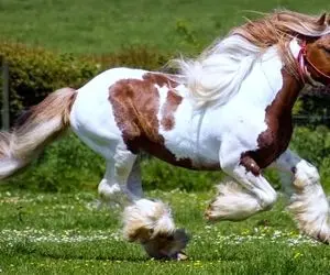 پرورش اسب؛ اسب هایی که زیبایی و وقار رو به حد اعلاء رسوندنو خیلی باشکوه راه میرن