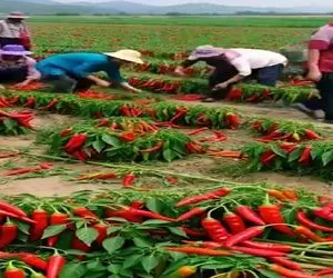کشاورزی نوین؛ مزرعه فلفل تند زدن برا چیدن هر5دیقه کارگر عوض میشه چون از بو بیهوش میشن