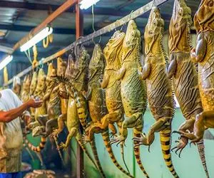 فرآوری ایگوانا؛ با هوش مصنوعی ایگوانا رو تو تاریکخونه 335 کیلو میکنن با اره برش میدن