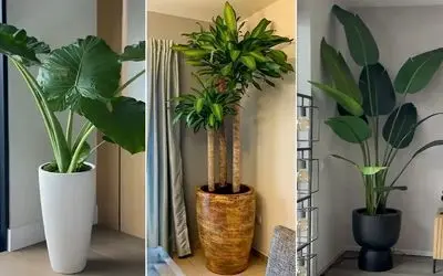 گیاهان آپارتمانی لاکچری و پهن برگ برا پذیرایی های لوکس و مدرن/ خلق فضایی شاهانه و شیک