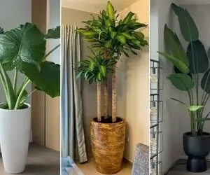 گیاهان آپارتمانی لاکچری و پهن برگ برا پذیرایی های لوکس و مدرن/ خلق فضایی شاهانه و شیک