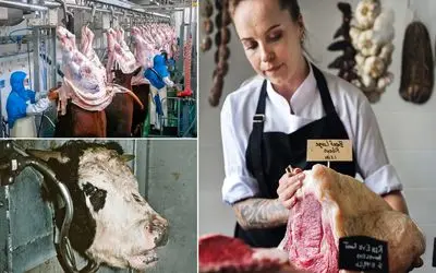 کارخانه فرآوری گوشت ؛ گاو نر چاق مکانیزه کشته شد و توسط خانوما با ظرافت زیاد برگر شد