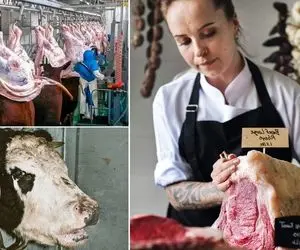 کارخانه فرآوری گوشت ؛ گاو نر چاق مکانیزه کشته شد و توسط خانوما با ظرافت زیاد برگر شد