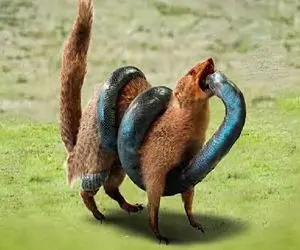 جذابیت حیات وحش / مانگوس و مار هیچ باهم کنار نمی آیند