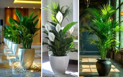 بهترین گیاهان آپارتمانی برای هر گوشه خونه و محل کار؛ متناسب با فایدشون انتخاب میشن