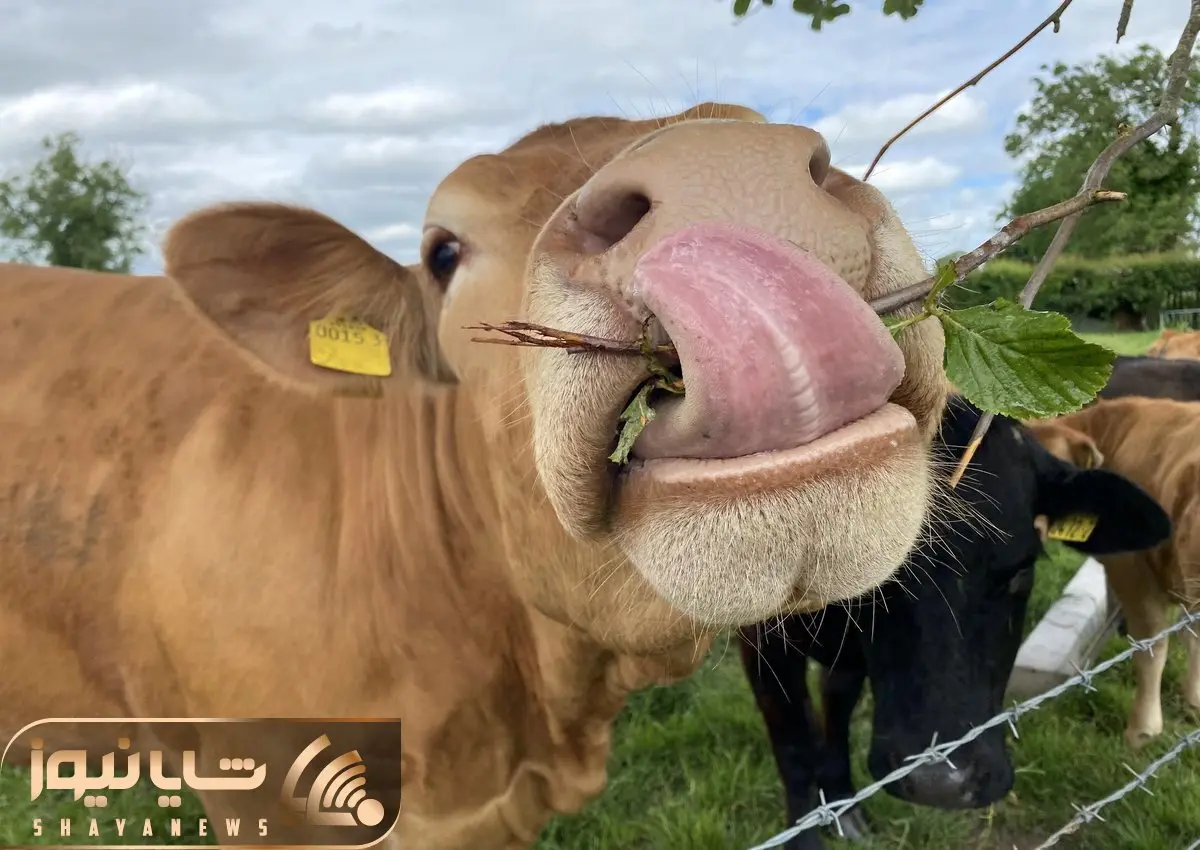 حیوانات غول جثه؛ ببینید این گاو نر 1450 کیلو وزن داره واسه خودش هیولایی هست