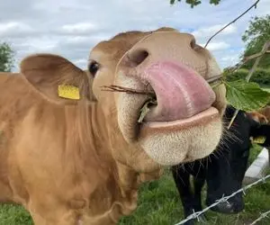 حیوانات غول جثه؛ ببینید این گاو نر 1450 کیلو وزن داره واسه خودش هیولایی هست