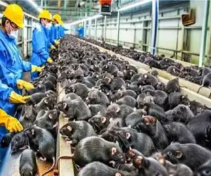 کارخانه حیوانات؛ رازهای چرخه سودآوری بی وقفه از پرورش و کشتار موش های قربانی