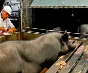 فرآوری خوک؛ خوک‌های سیاهو تو دیگ بخار میشورن گوشتش که نرم شد خورشتی خورد میکنن