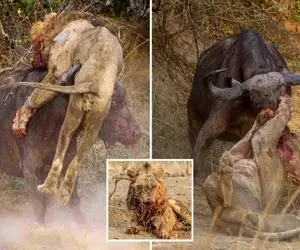 نبرد حیوانات وحشی / شیر مغرور با غرشی مهیب بوفالو را شکست داد