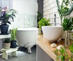 گیاهان مناسب سرویس بهداشتی / دسشویی اتاق فکر خونس بذار لااقل خوشگل باشه فکرای خوب کنی