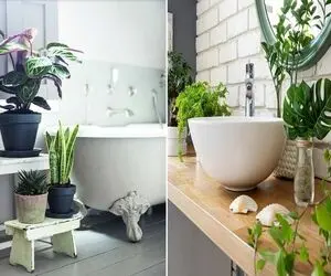 گیاهان مناسب سرویس بهداشتی / دسشویی اتاق فکر خونس بذار لااقل خوشگل باشه فکرای خوب کنی