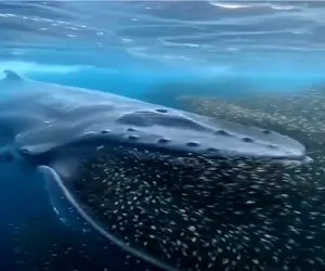 نبض وحش؛ ماهیه ماشاالله دهن داره کل دریا رو تو کمبش جمع میکنه