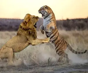 مستند حیات وحش / جدال شرورانه ببر و شیر بعد از ترس از دست دادن قلمرو