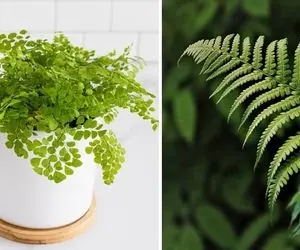 راهنمای نگهداری از گیاه سرخس / خیلی ساده یه گیاه پرپشت و باطراوت داشته باشید