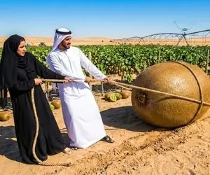 کشاورزی نوین؛ کیوی پرورش میدن و با مراقبت و رسیدگی به اندازه هندوانه برداشت می کنن	