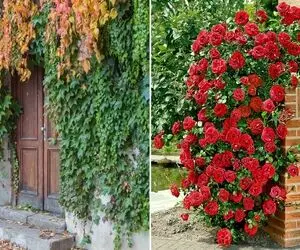 گیاهان چسبنده و رونده برای ایجاد دیوار سبز در حیاط، بالکن، داخل خانه و سقف آلاچیق باغ