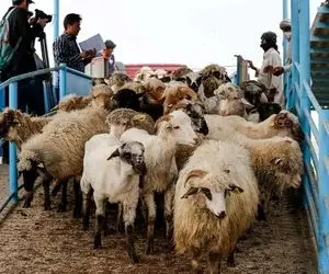 قیمت جدید دام‌ زنده امروز چهارشنبه ۳۰ آبان ۱۴۰۳