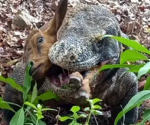 مستند حیات وحش؛ کومودو دد با قساوت بره رو درحالی که جان داشت از ته به سر بلعید