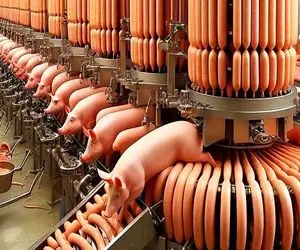 فرآوری خوک؛ خوک لجن که قلمبه شد از طویله رفت تو دستگاه هات داگ تحویل داد