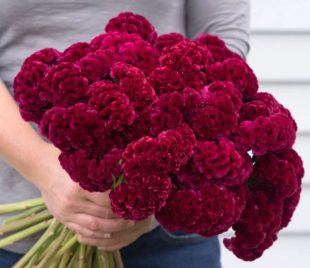 گل هایی که برای بالکن مناسب است