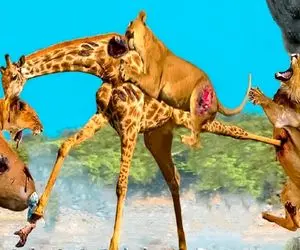 بدایع حیات وحش؛ زرافه درازناز برا حفظ جونش بعد دویدن پاشو کرد تو شکم شیر سفاک