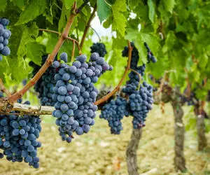 تعبیرخواب باغ انگور،دیدن باغ پراز انگور درخواب