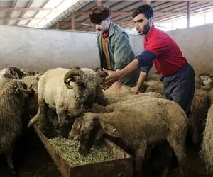 (جدول) قیمت دام زنده امروز ۱۳ بهمن ۱۴۰۳/ تب بازار سرد شد