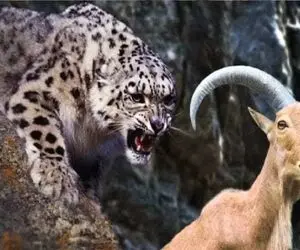 مستند حیات وحش؛ پلنگ برای شکار بز با جون و جاذبه بازی میکنه