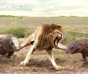 شاهکار حیات وحش؛ وضعیت شیر با کومودو شده میون دوتا دلبر اینور برم یا اونور