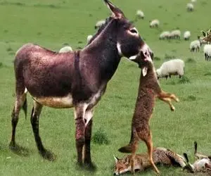 مستند حیات وحش؛ نبرد خصمانه الاغ ددمنش و کفتار سفاک بعد حمله به گله 