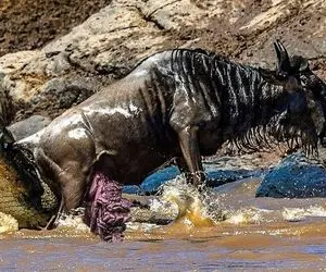 از جذابیت های حیات وحش؛ 30 تقابل مهیب کروکودیل درنده و گوشت داران وسط رودخانه