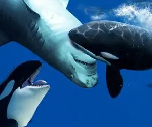 وحش اقیانوس؛ نهنگ‌های قاتل وسط اقیانوس جگر کوسه رو در میارن و می خورن