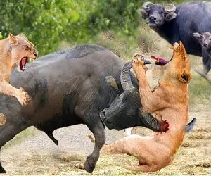 از جذابیت‌های حیات وحش؛ بوفالو رم کرد و شاخ تیز گنده اش رو تو شکم شیر چرخوند