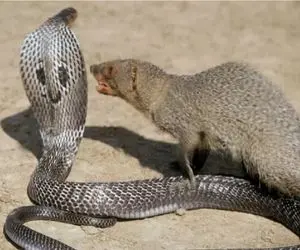 جذابیت حیات وحش؛ نبرد لاطائل مامبای سیاه و مانگوس زرد برای بقا