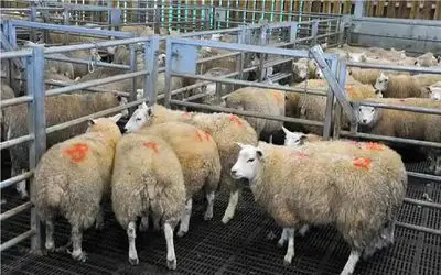 قیمت دام زنده امروز ۱۱ آذر 1404 + جدول