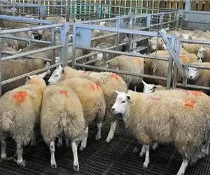 قیمت دام زنده امروز ۱۱ آذر 1404 + جدول