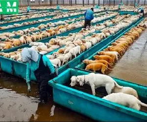 فرآوری سگ؛ سگ های ولگرد نازنازی و جمع آوری کردن با آمپول چاقشون کردن واسه خوراک